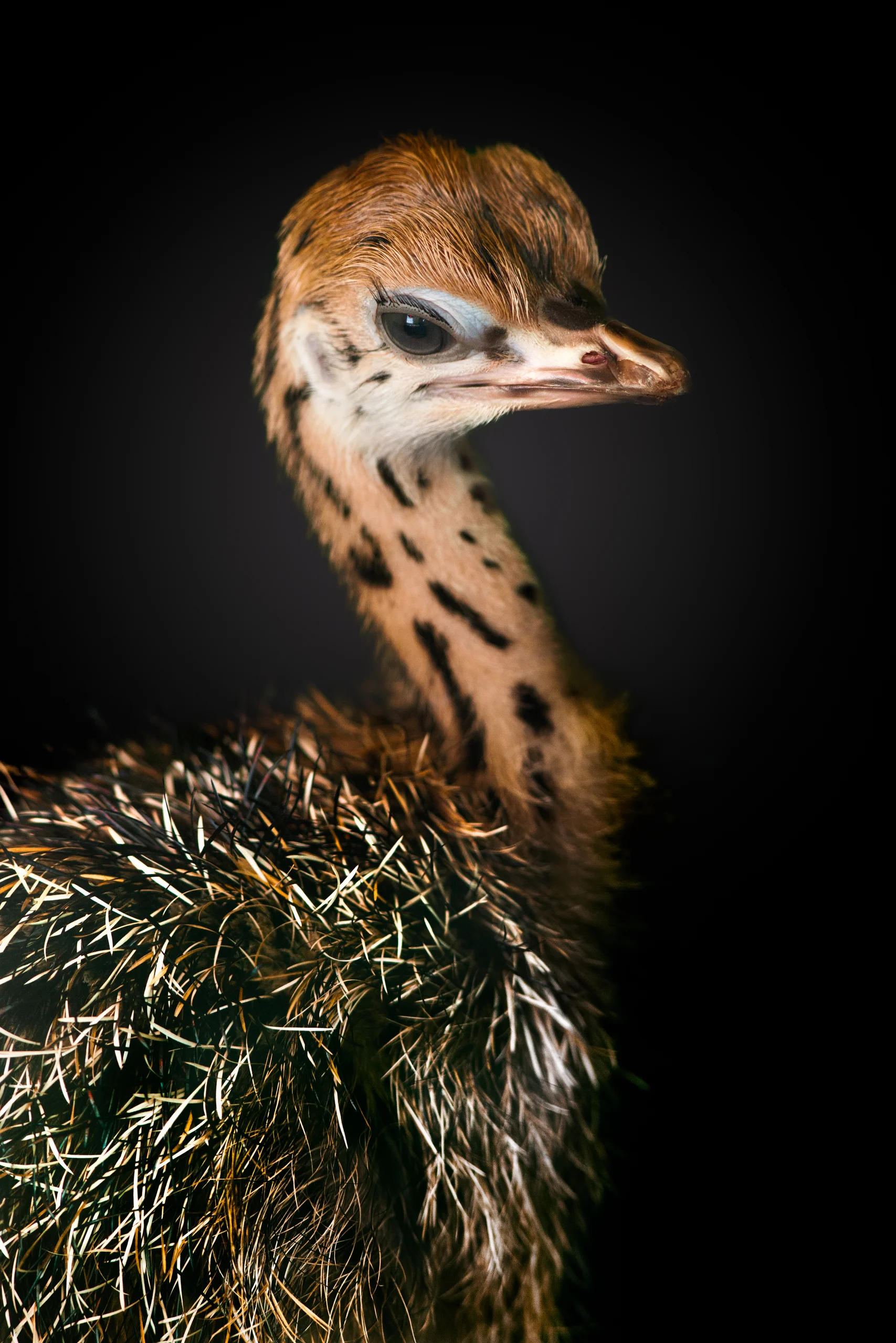 Close portrait of a young bird with a bright eye, golden-brown head and patterned neck against a dark background.
