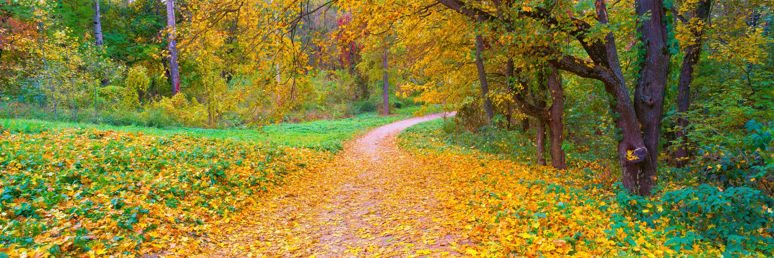 Golden leaves cover a winding woodland path beneath yellow foliage and dark tree trunks.