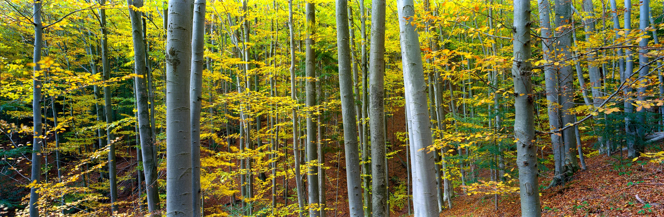 Grey beech trunks on a wooded slope, surrounded by yellow-green autumn leaves and a forest floor covered in fallen foliage.
