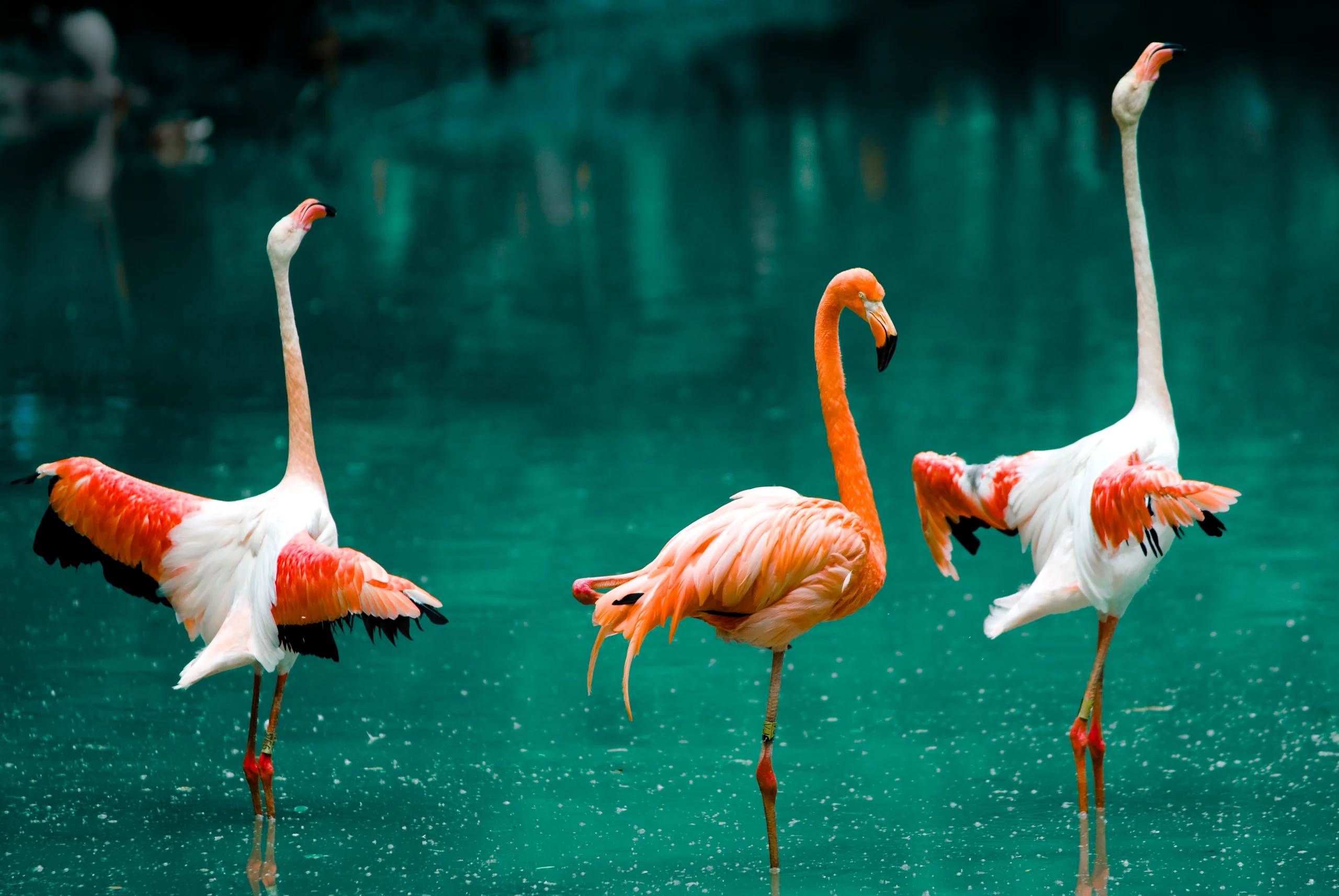 Three coral-and-white flamingos in turquoise water, with the two outer birds spreading their wings.