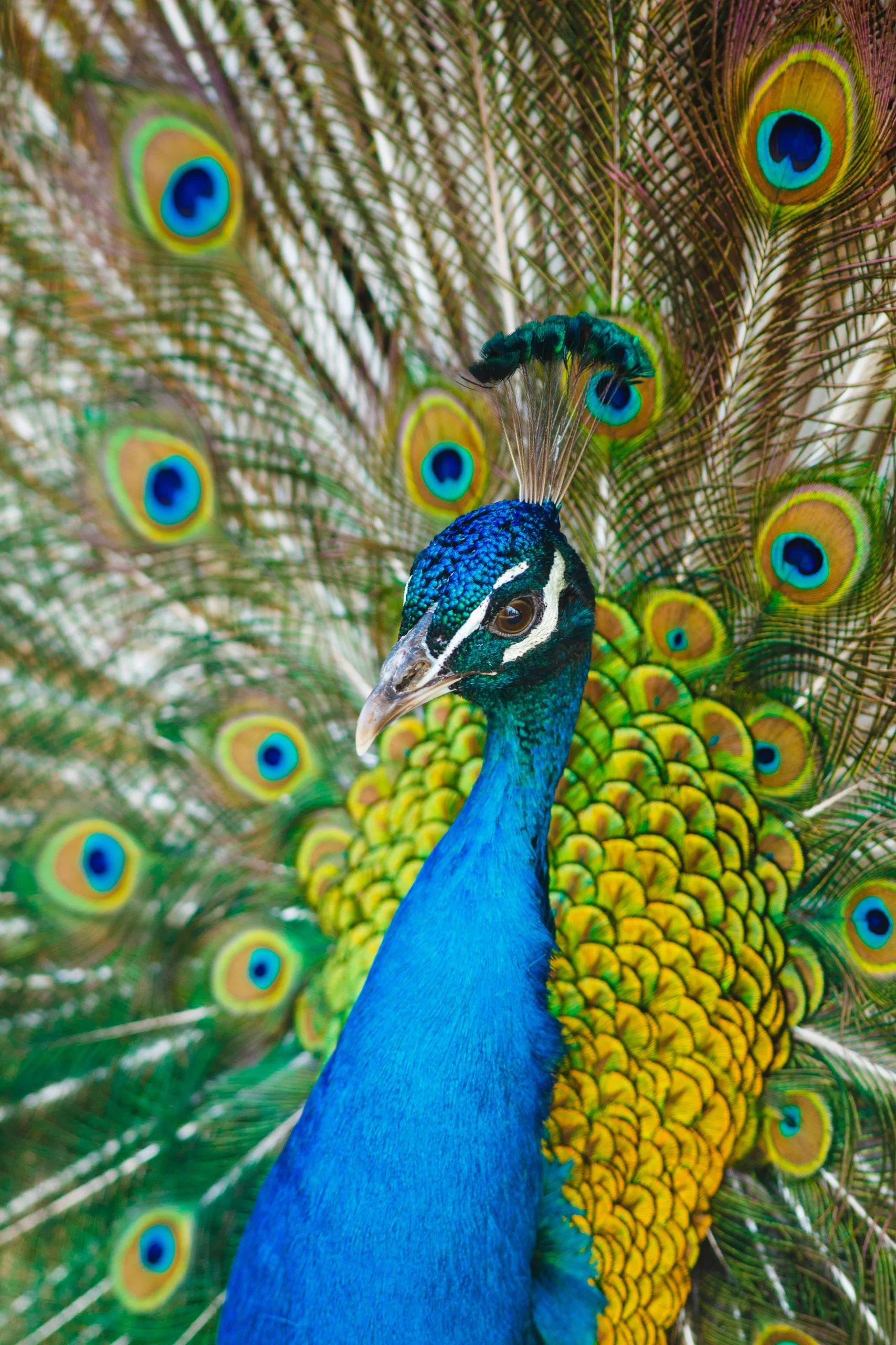 Close portrait of a blue peacock with a slender crest against a fan of green, gold and turquoise eye-patterned feathers.