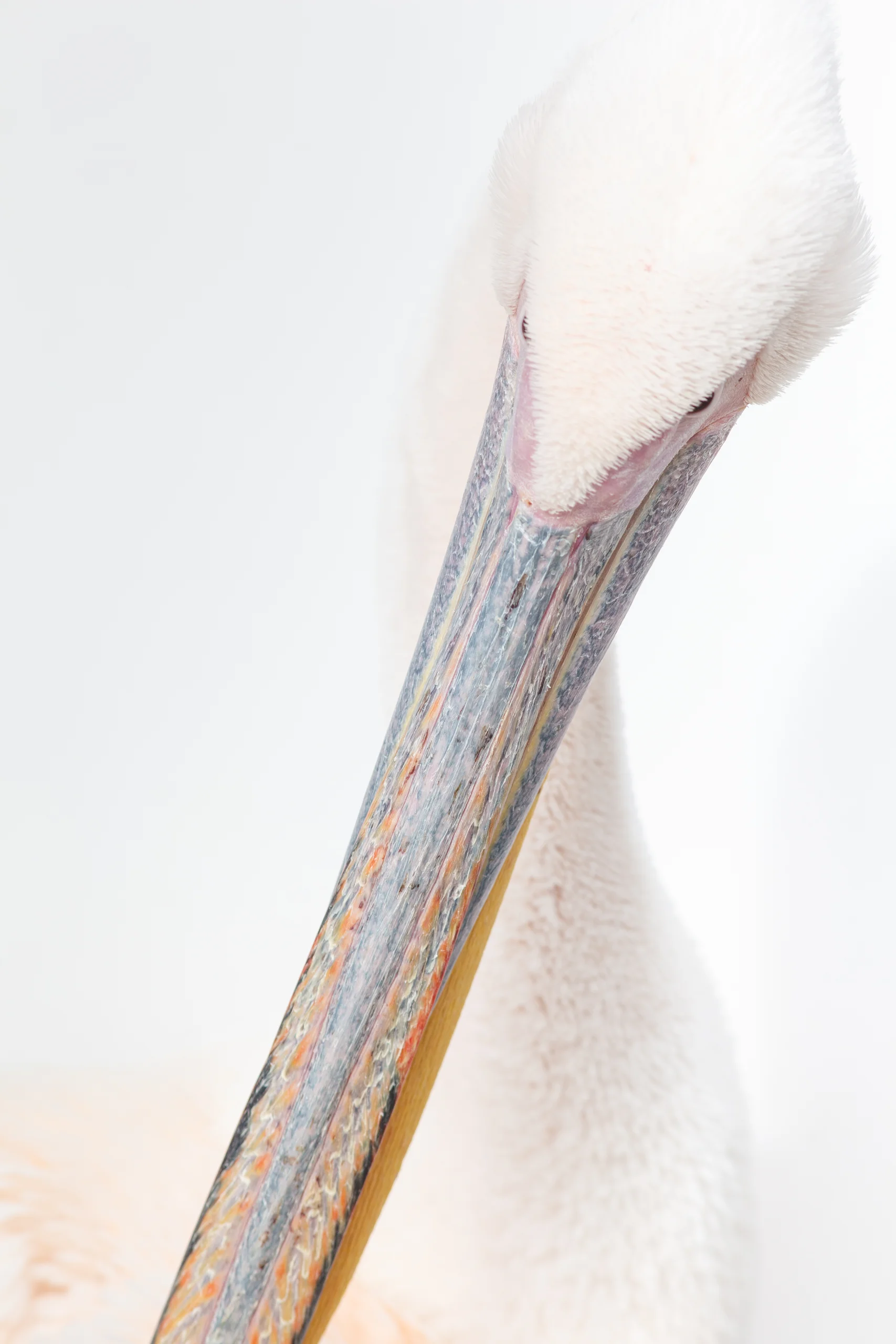 Close portrait of a white pelican with its head lowered and a long, softly coloured bill crossing diagonally.